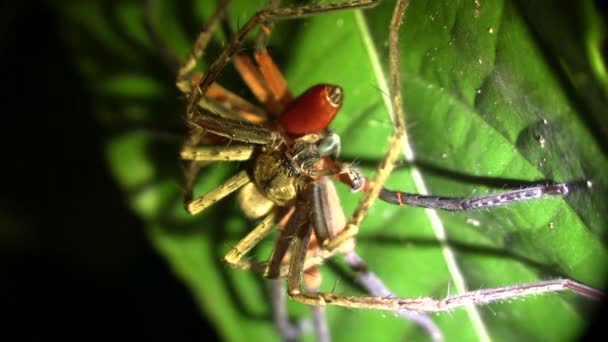 熱帯雨林に生息するクモやカニのクモの映像です — ストック動画