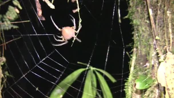 Video Pavouka Strašidelného Hmyzu — Stock video