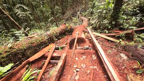 Video Van Gebroken Bomen Bos Storm Flora Het Milieu — Stockvideo