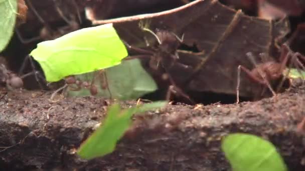 Video Von Blattameisen Atta Beim Tragen Von Blättern — Stockvideo