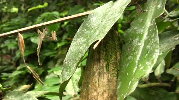 Ölü Yaprak Peygamber Devesi Videosu Acanthops Yağmur Ormanlarındaki Falkatorya Ekvador — Stok video