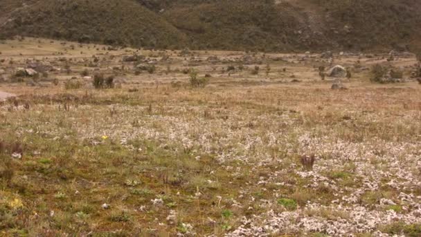 Відео Crustose Lichen Співають Валуні Парамо Біля Вулкану Котопасі Еквадор — стокове відео