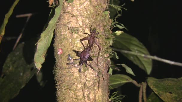 Crickets Acasalando Tronco Árvore Vídeo — Vídeo de Stock