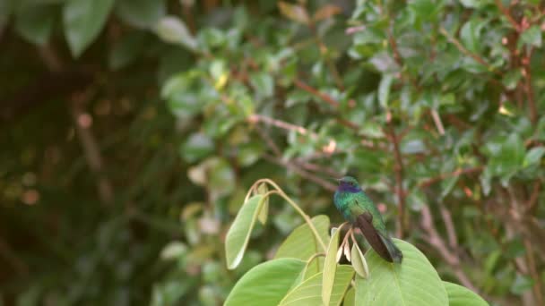 보라색 Colibri Coruscans Slow Motion Ecuador — 비디오