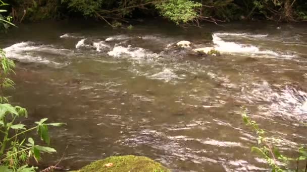 Flujo Agua Del Río Naturaleza Video — Vídeos de Stock
