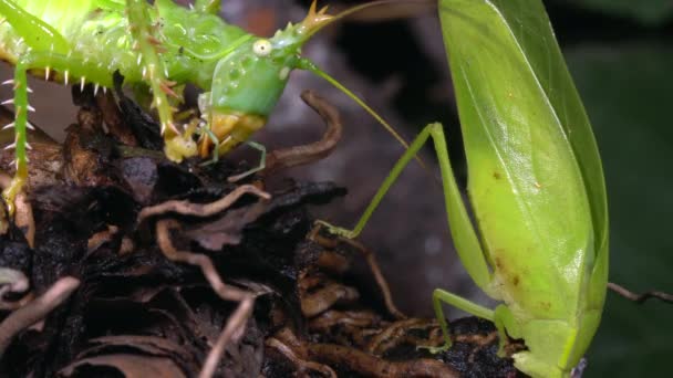 Video Thorny Devil Katydid Panacanthus Cuspidatus Grillo Verde — Vídeos de Stock