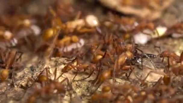Armee Der Ameisen Zeitlupenvideo — Stockvideo