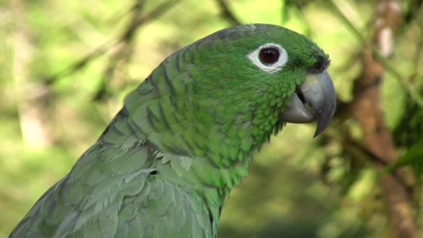 Wideo Zielonym Mealy Parrot Amazona Farinosa Spoczywa Drzewie Lesie Deszczowym — Wideo stockowe