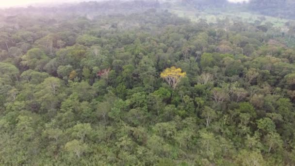 Vista Panorámica Aérea Vídeo Sobre Árboles Del Bosque Tropical — Vídeo de stock