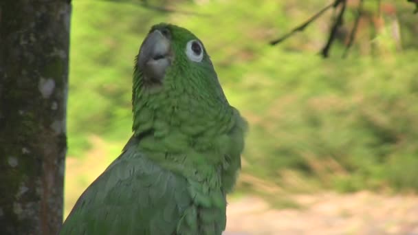 Wideo Zielonym Mealy Parrot Amazona Farinosa Spoczywa Drzewie Lesie Deszczowym — Wideo stockowe