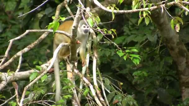 Mono Ardilla Saimiri Sciureus Pequeño Mono Árbol Flora Fauna Video — Vídeos de Stock