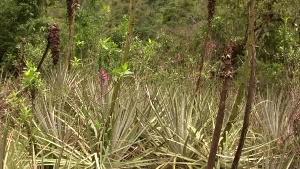 Video Puya Aequatorialis Terrestrial Bromeliad Ecuadorian Andes — Stock Video