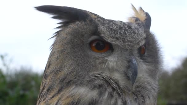 Video European Eagle Owl Bubo Bubo — Stockvideo