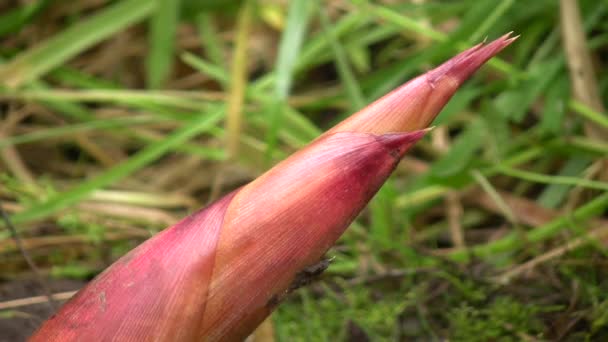 厄瓜多尔安第斯地区竹子植物Chusquea Sp录像 — 图库视频影像