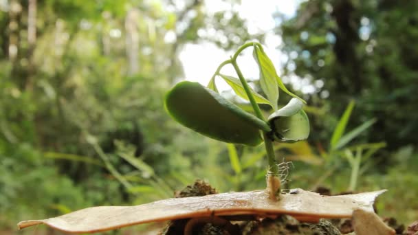 Wilde Tropische Bossen Groene Bladeren Planten Video — Stockvideo