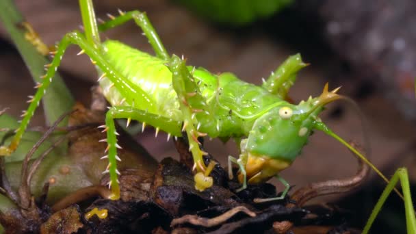 Video Thorny Devil Katydid Panacanthus Cuspidatus Green Cricket — Stock Video