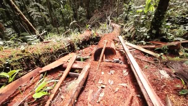 Video Árboles Rotos Bosque Después Tormenta Flora Ambiental — Vídeo de stock