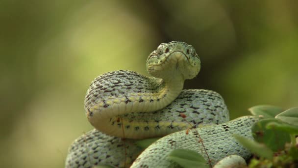 Video Dos Serpientes Pitviper Bosque Rayado Bothriopsis Bilineata Selva Tropical — Vídeos de Stock