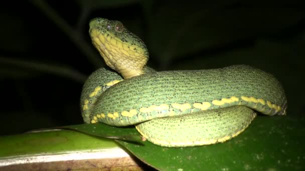 Video Two Striped Forest Pitviper Snake Night — Stock Video