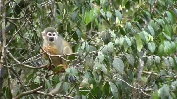 Pequeño Mono Salvaje Árbol Flora Fauna Video — Vídeos de Stock