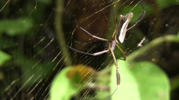 Orb Web Spider Nephila Ecuadorian Amazon Video — стокове відео