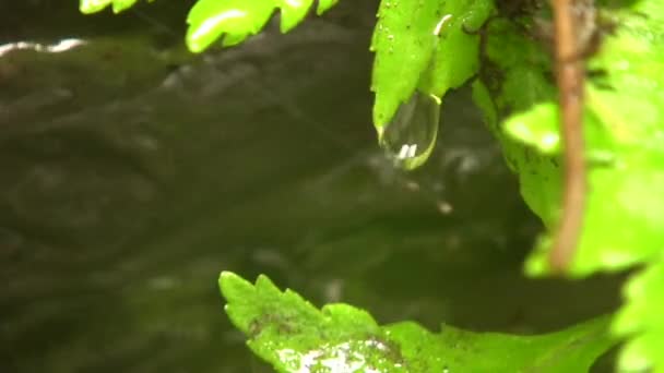 Hojas Flora Gotas Agua Video — Vídeos de Stock