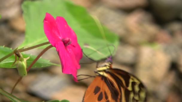 Видео Ithomine Butterfly Feeding Flower Ecuadorian Amazon — стоковое видео
