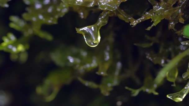 Slow Motion Video Water Dripping Moss Grass — Stock Video