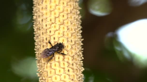 Zeitlupenvideo Stachellose Bienen Besuchen Blüte Der Philodendron Rebe Familie Araceae — Stockvideo