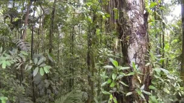 Peixe Olho Vídeo Árvores Florestais Verdes Flora Ambiente — Vídeo de Stock
