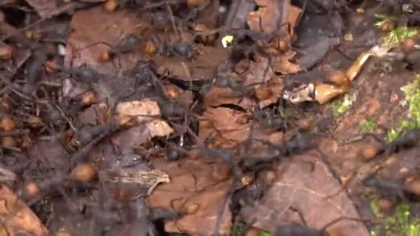 뛰어다니는 개미들의 — 비디오