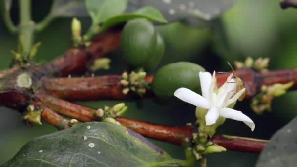 Video Von Grüner Flora Und Weißen Blumen — Stockvideo