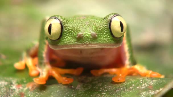 Video Rana Hoja Verde Pequeña Agalychnis Hulli Parpadea Ojos Ecuador — Vídeos de Stock