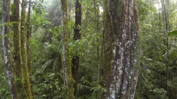 Horizontal Peixe Olho Vídeo Árvores Florestais Verdes Troncos Árvores Com — Vídeo de Stock