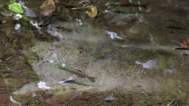 Arco Íris Juvenil Truta Oncorhynchus Mykiss Nadando Água Câmera Lenta — Vídeo de Stock