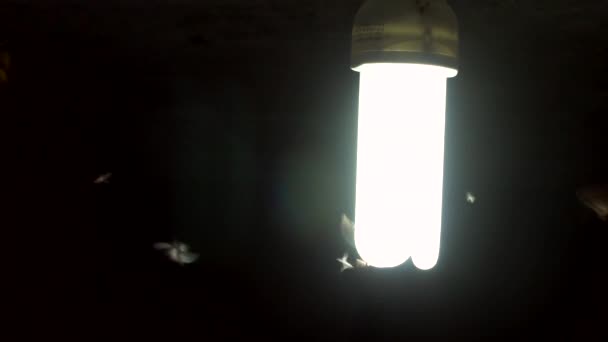 videó, molylepkék repkednek egy villanykörte körül éjszaka 