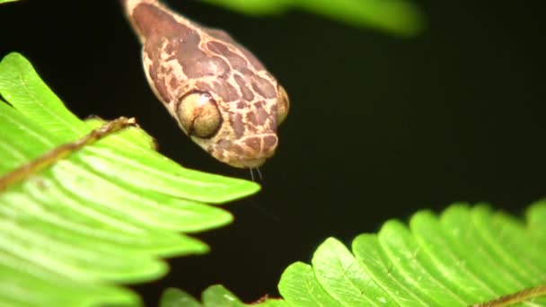 Juvenile Common Kör Başlı Ağaç Yılanı Imantodes Cenchoa Nın Yağmur — Stok video