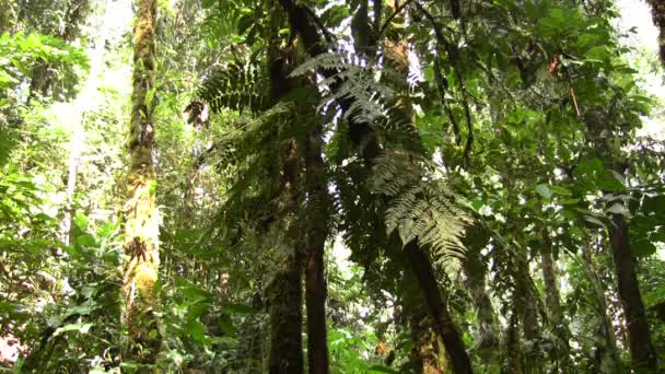 Amazonas Regnskog Palmrötter Och Skimrande Reflektioner Video — Stockvideo