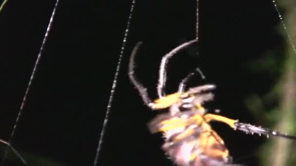 Video Araña Insecto Aterrador — Vídeos de Stock