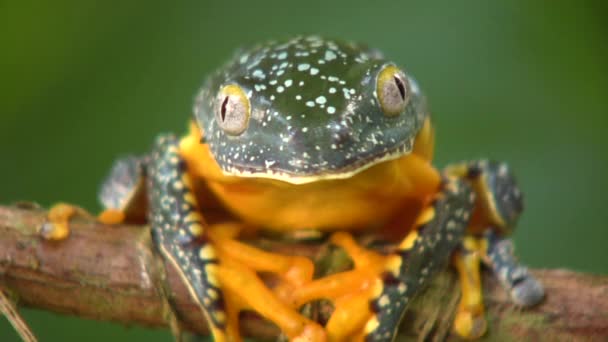 Відео Зеленої Жовтої Жаби Amazon Leaf Frog Cruziohyla Craspedopus — стокове відео