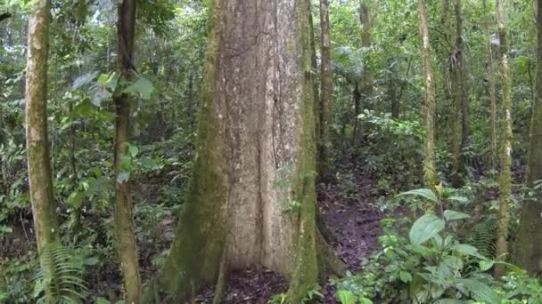 Horizontale Visoogvideo Van Groene Bosbomen Boomstammen Met Mos Gras — Stockvideo