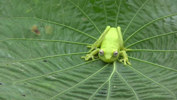 Βίντεο Από Rough Δέρμα Πράσινο Treefrog Δέντρο Hypsiboas Cinerascens Φύλλα — Αρχείο Βίντεο