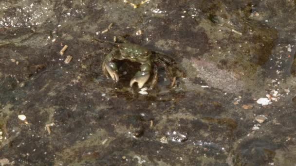 vidéo de Crabes des rochers, Hemigrapsus sp dans l'eau 
