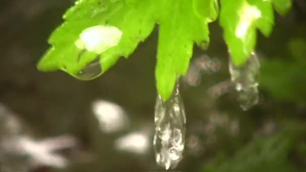 Hojas Flora Gotas Agua Video — Vídeos de Stock