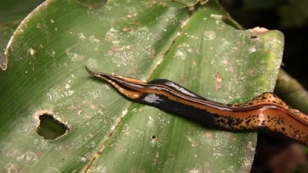 Video Von Riesenplanarenwurm Ecuadorianischen Amazonas — Stockvideo