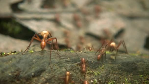 Видео Муравьёв Большой Головой Pheidole Xanthogaster Бегущих Полу Тропических Лесов — стоковое видео