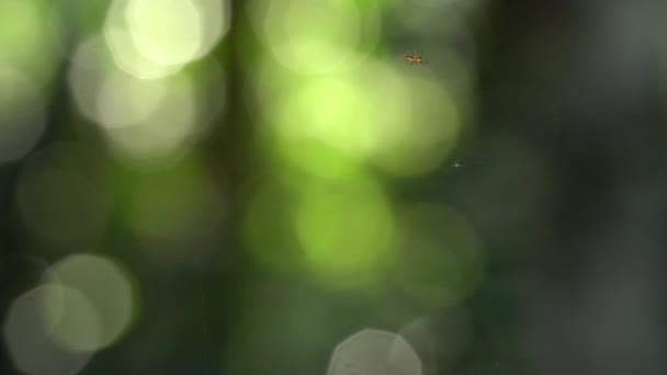 Spider Making Web Rainforest Blurred Bokeh Background Time Lapse Video — Stock Video
