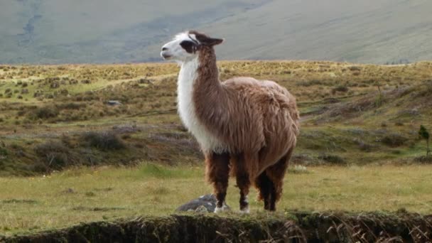 Video Llama Green Grass Meadow Windy Weather — Stock Video