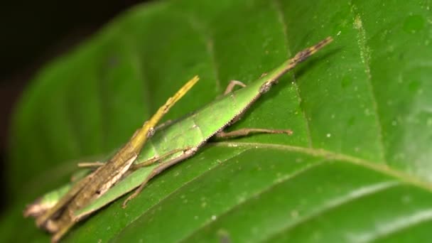 Video Pair Green Cryptic Grasshoppers Omura Congrua Mating Leaf Rainforest — Stock Video