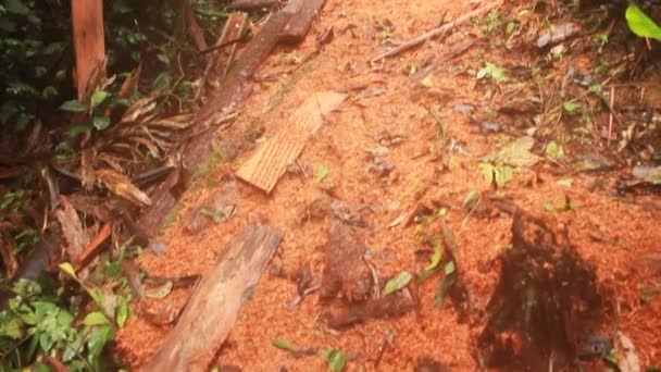 Vídeo Árvores Quebradas Floresta Após Tempestade Flora Ambiente — Vídeo de Stock